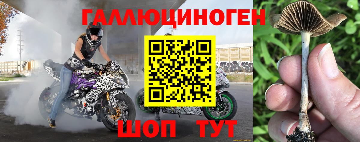 Псилоцибиновые грибы Psilocybine cubensis  Вход с VPN  Ковров 